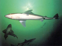 катран с сайта http://new-brunswick.net/new-brunswick/sharks/species/pics/spinydogfish1.jpg 