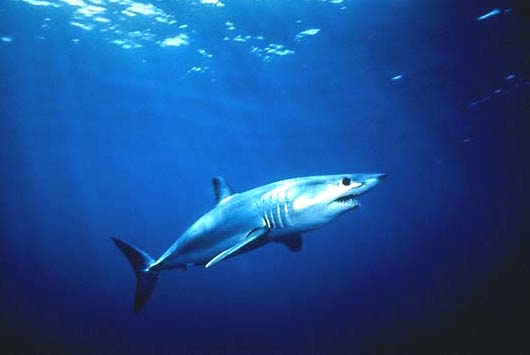 акула-мако с сайта http://www.starfish.govt.nz/shared-graphics-for-download/mako-shark.jpg